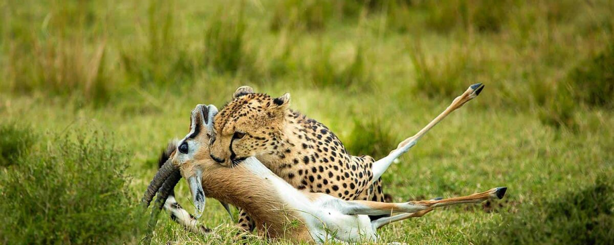 6-Day Magnificent Best of Kenya Safari