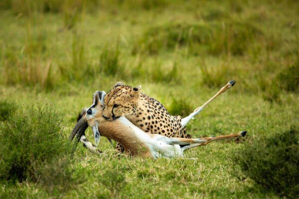 6-Day Magnificent Best of Kenya Safari