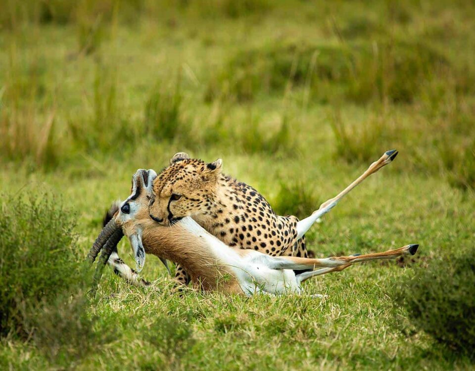 6-Day Magnificent Best of Kenya Safari