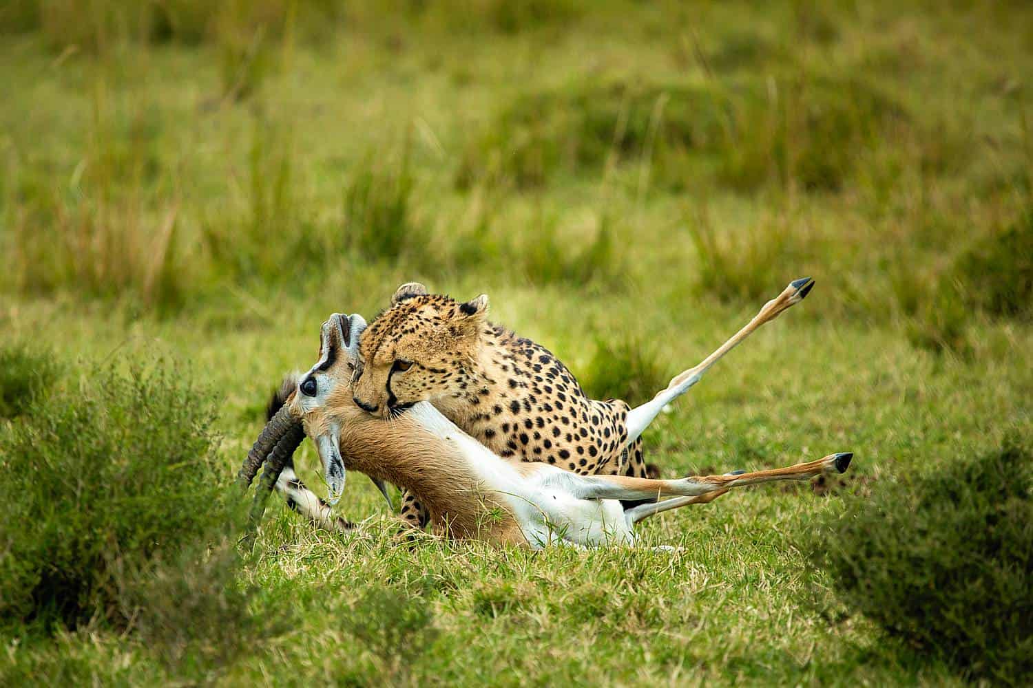 6-Day Magnificent Best of Kenya Safari