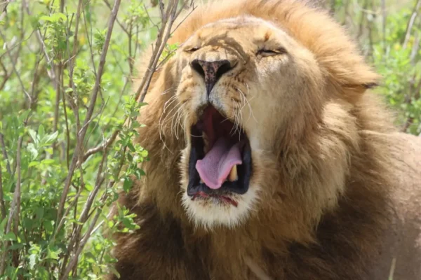 6-Day Roaring Kenya Mid-Range Safari,