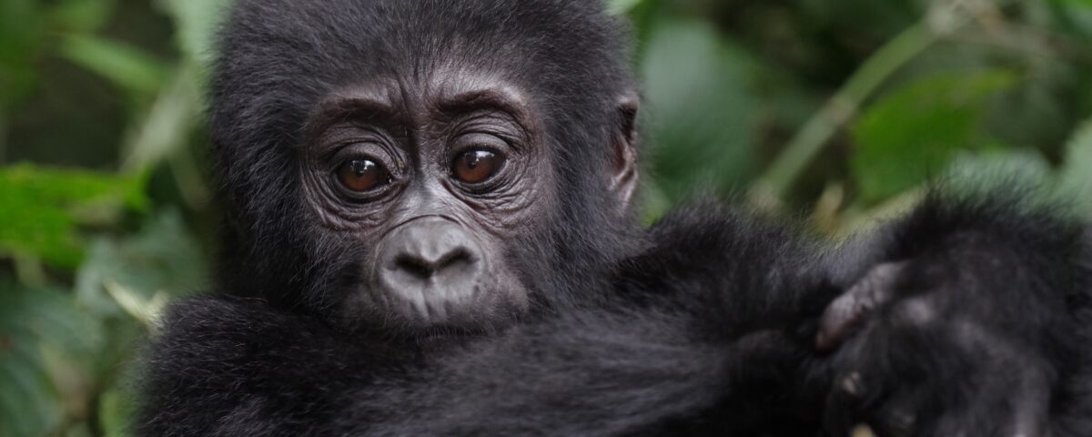 6 Days Uganda Chimps and Gorilla Trekking Safari