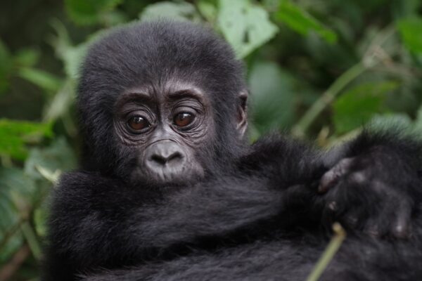 6 Days Uganda Chimps and Gorilla Trekking Safari
