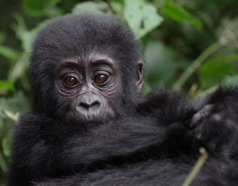 6 Days Uganda Chimps and Gorilla Trekking Safari