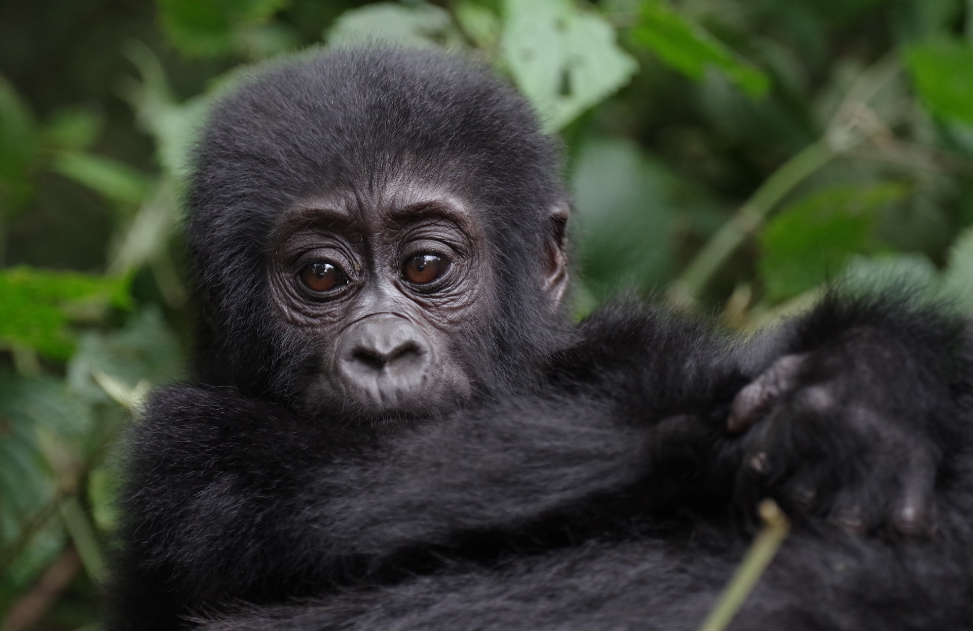 6 Days Uganda Chimps and Gorilla Trekking Safari