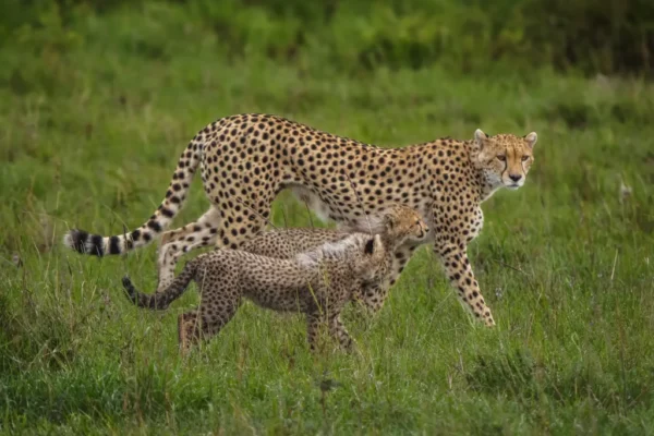 7-Day Budget Kenya Wildlife Safari