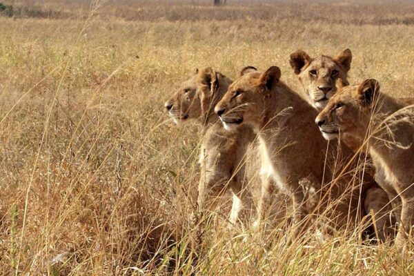 7-Day Kenya Big Five Wildlife Safari Holiday 7-Day Kenya Big Five Wildlife Safari Holiday