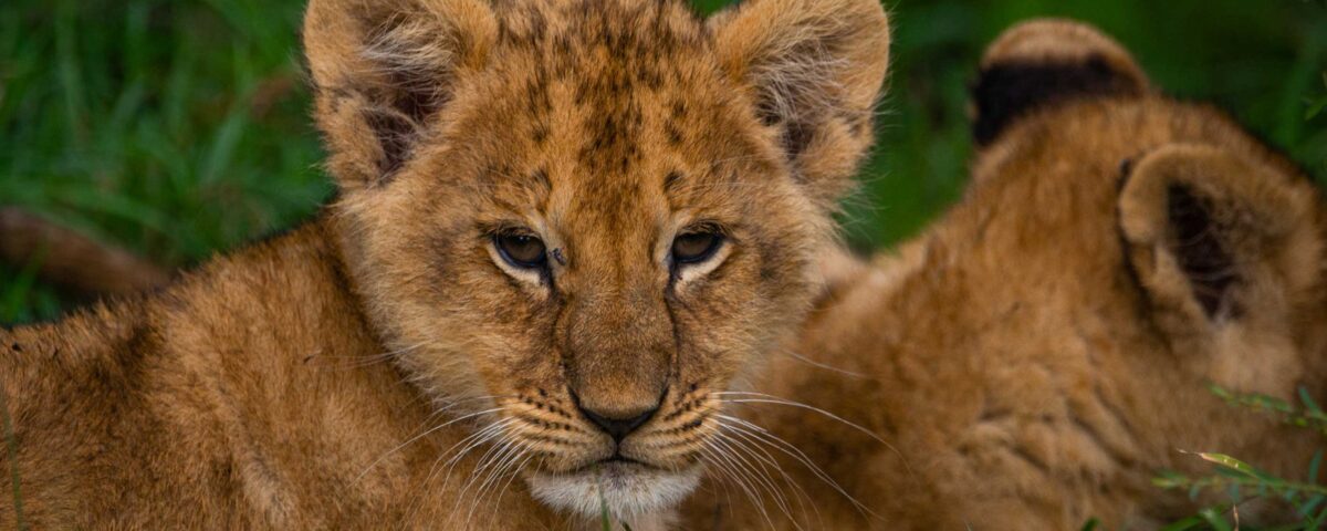 7-Day Rwanda Gorilla Tour and Wildlife Safari