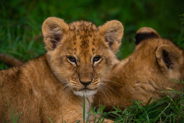 7-Day Rwanda Gorilla Tour and Wildlife Safari