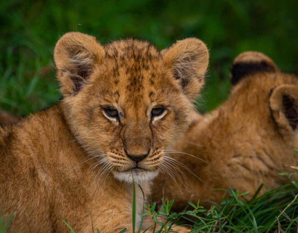 7-Day Rwanda Gorilla Tour and Wildlife Safari