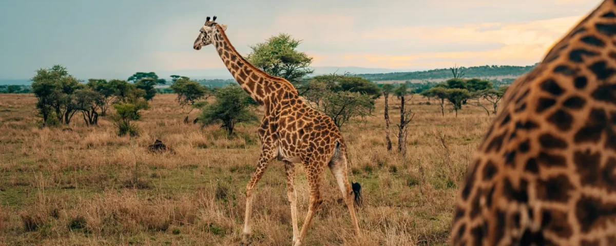 7-Day Tanzania Wildlife Safari.