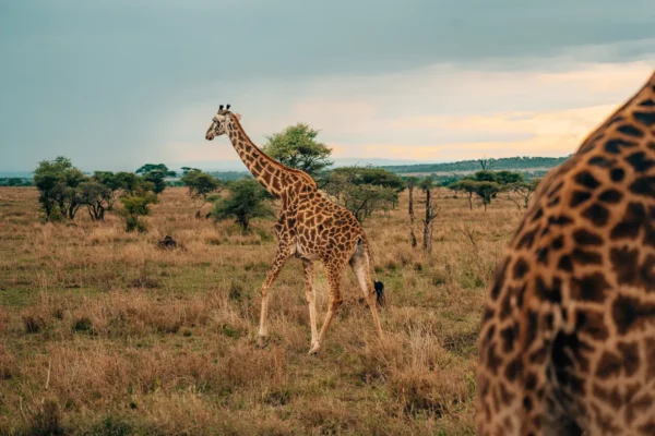 7-Day Tanzania Wildlife Safari.