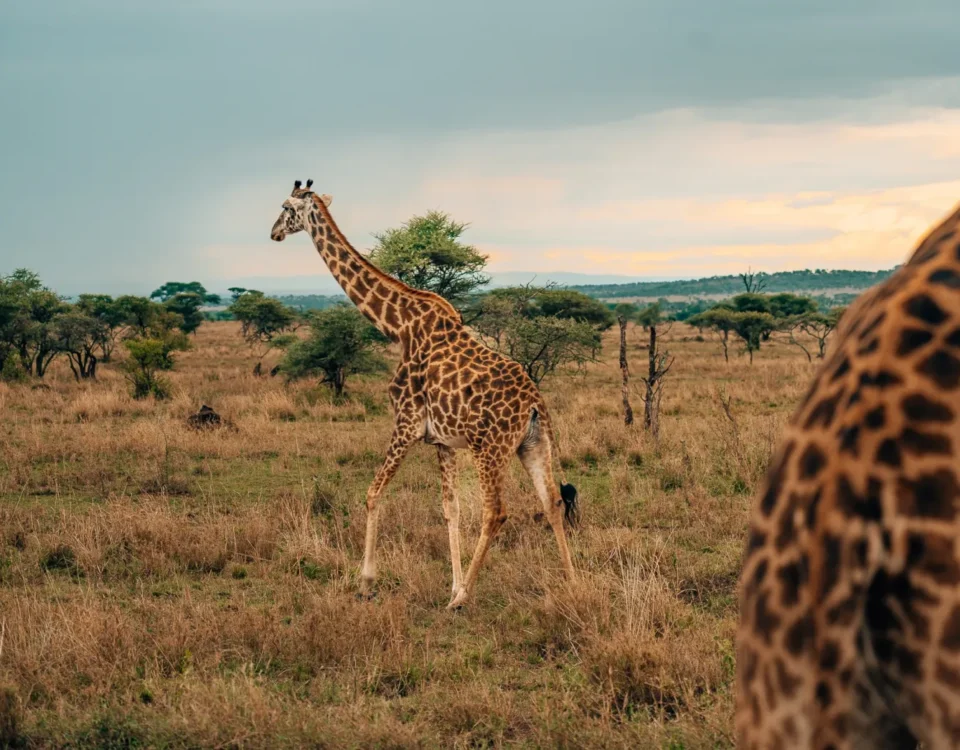 7-Day Tanzania Wildlife Safari.