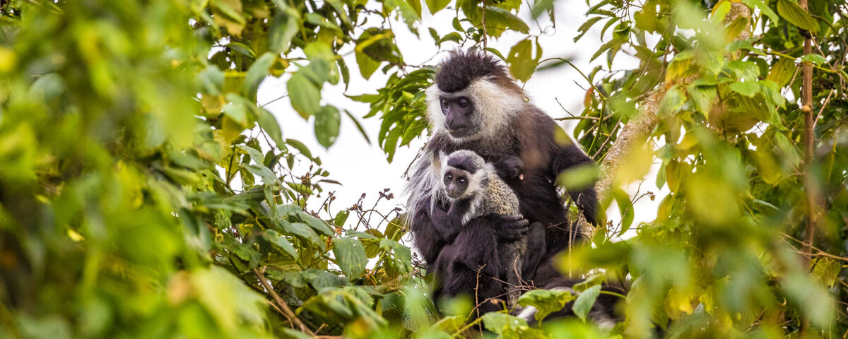 7 Days Discover Rwanda Primates in Luxury Safari