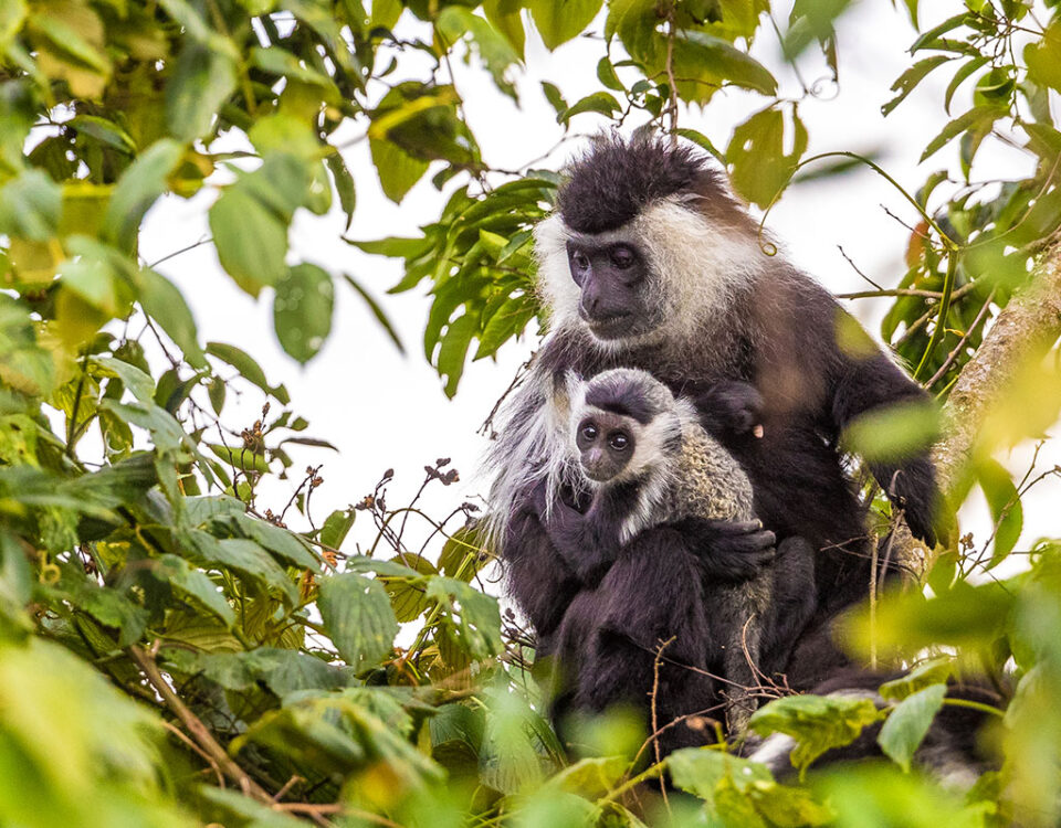 7 Days Discover Rwanda Primates in Luxury Safari