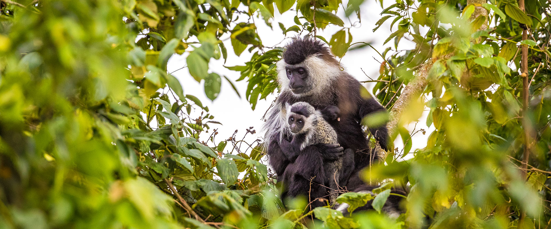 7 Days Discover Rwanda Primates in Luxury Safari