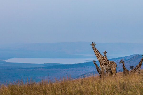 7 Days One Week Rwanda Holiday Safari Tour
