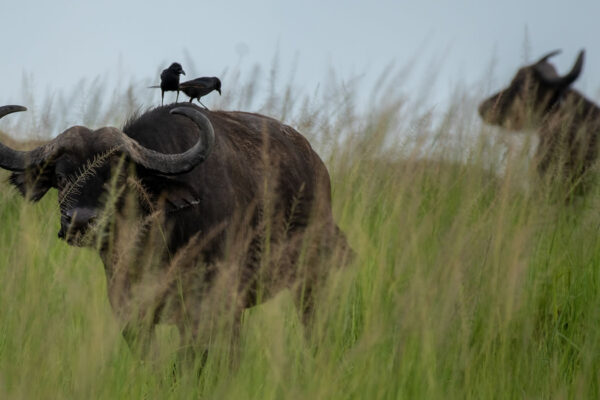 7 Days Rwanda Experiential Safar