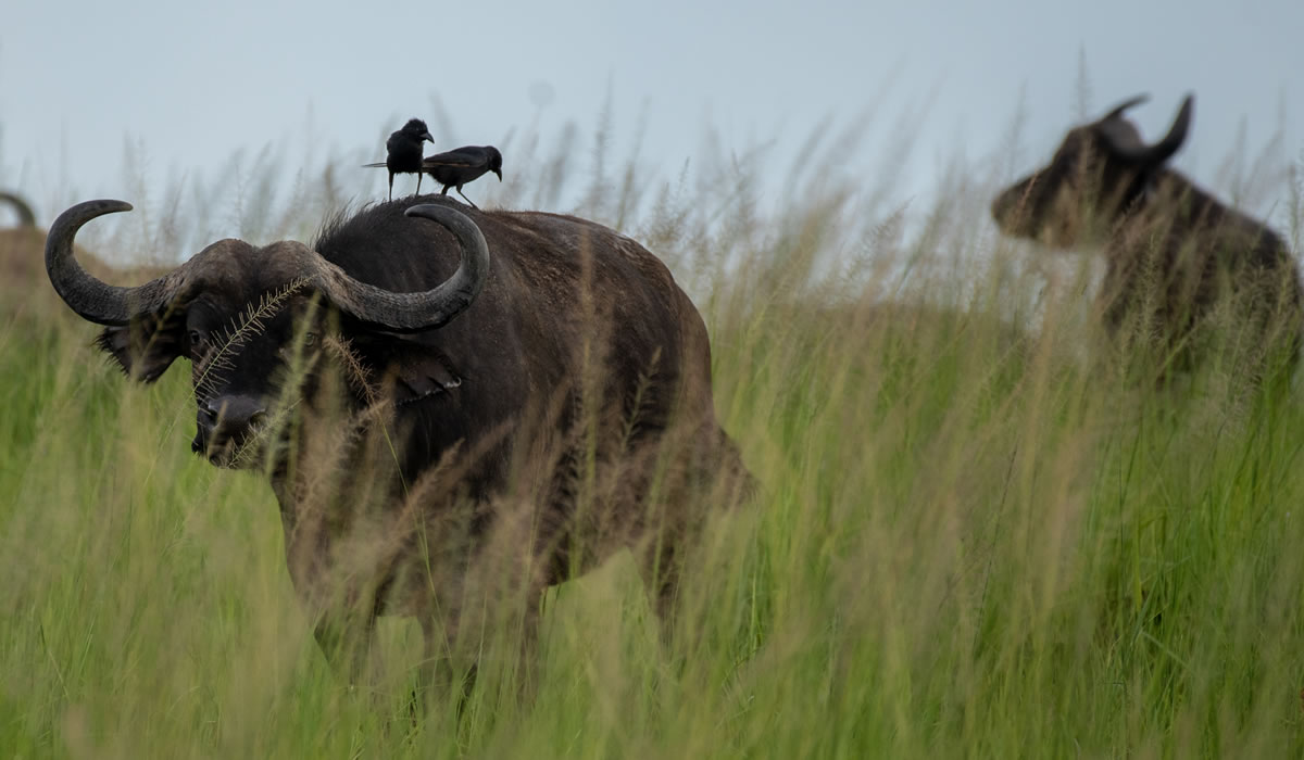 7 Days Rwanda Experiential Safar