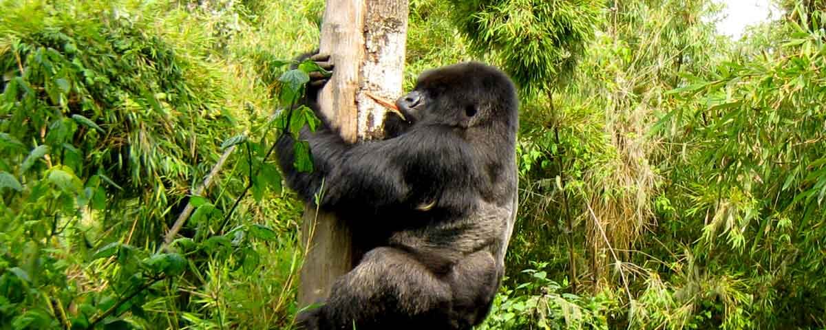 7 Days Rwanda Wildlife & Uganda Gorilla Habituation Safari