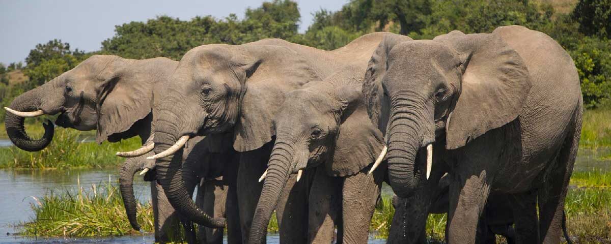 7 Days Uganda Big Five and Primates Safari