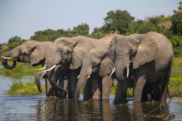 7 Days Uganda Big Five and Primates Safari