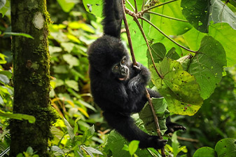 7 Days Uganda Chimpanzee, Wildlife, and Gorilla Trekking Safari