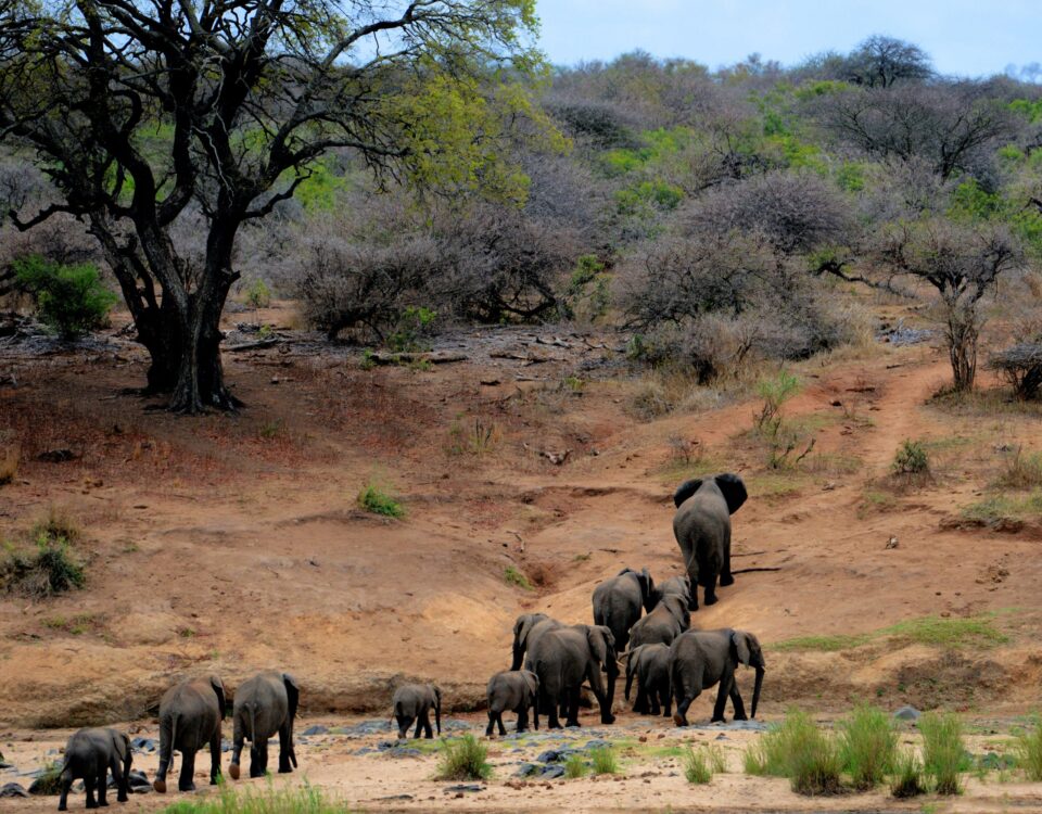8-Day Kenya Big Five Safari Holiday