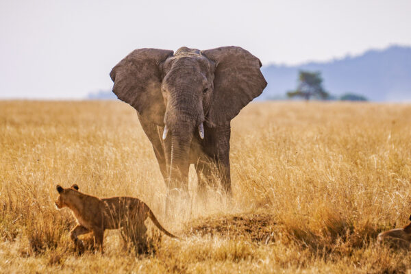 8-Day Tanzania Mid-Range Safari