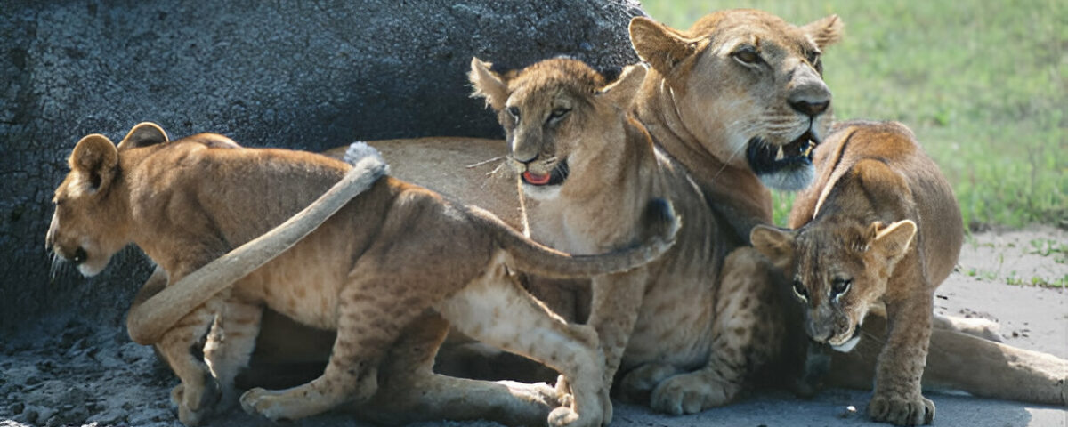 8 Days Uganda Big Five & Gorilla Trekking Safari