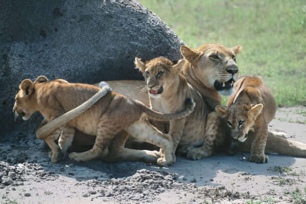 8 Days Uganda Big Five & Gorilla Trekking Safari