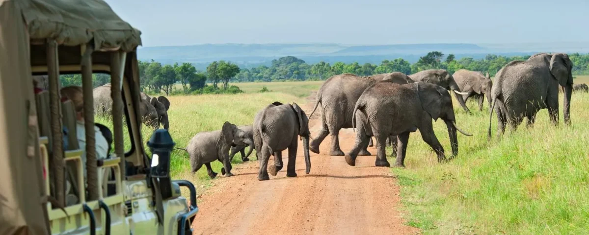 8 Days Uganda Wildlife Safari Experience