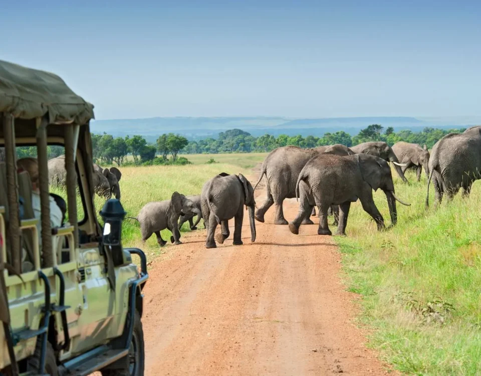 8 Days Uganda Wildlife Safari Experience