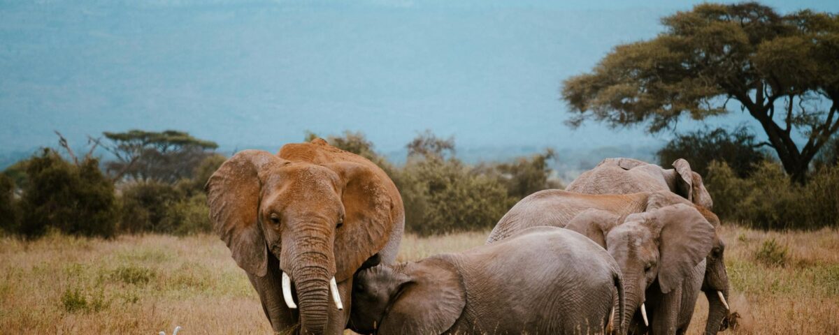 9-Day Tanzania Adventure Safari