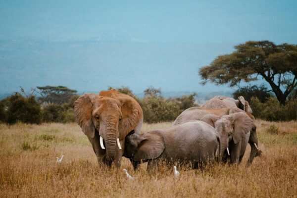 9-Day Tanzania Adventure Safari