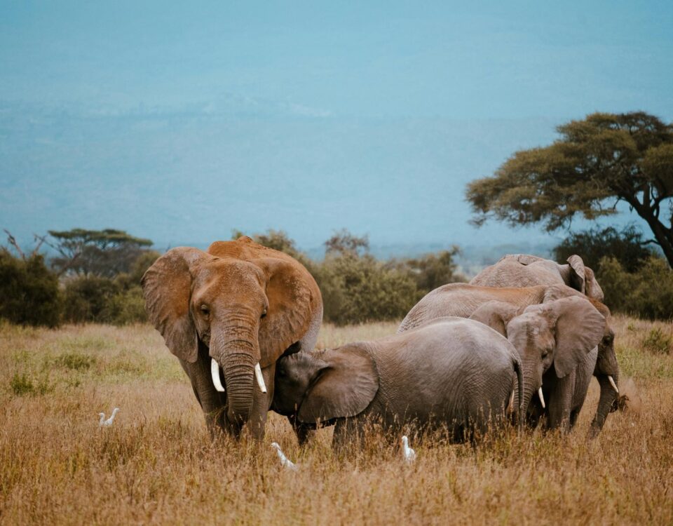 9-Day Tanzania Adventure Safari