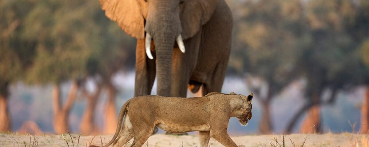 9-Day Uganda Big Five Safari & Gorilla Trekking Tour