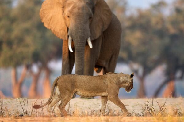 9-Day Uganda Big Five Safari & Gorilla Trekking Tour