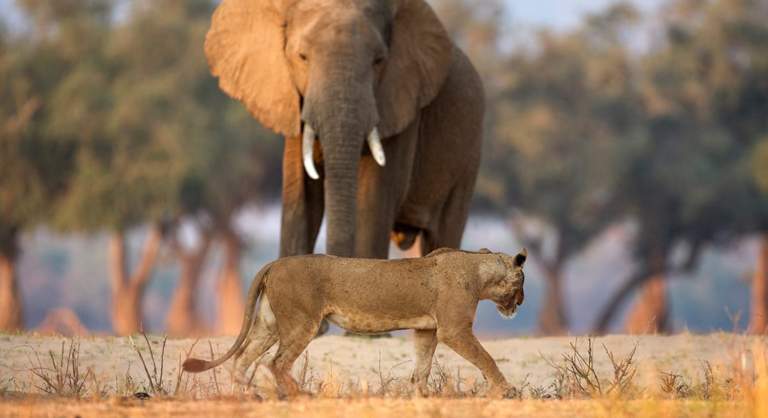 9-Day Uganda Big Five Safari & Gorilla Trekking Tour