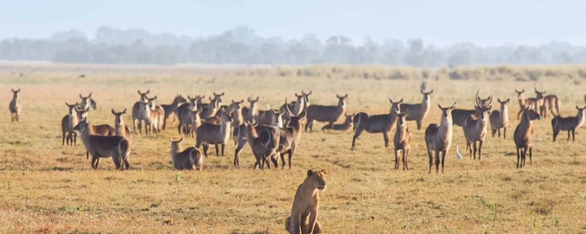 9-Day Ultimate Tanzania Wildlife Safari