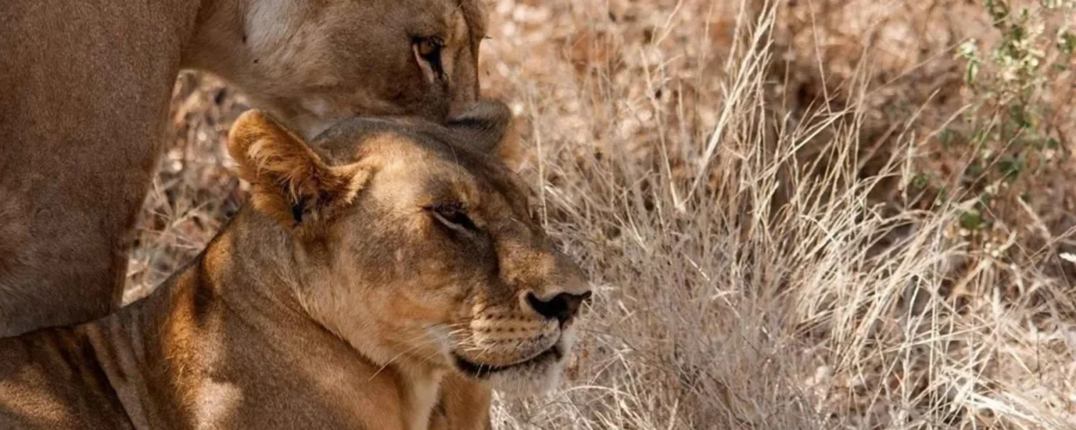 What Animals Can I See on a Uganda Wildlife Safari?