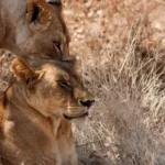 What Animals Can I See on a Uganda Wildlife Safari?