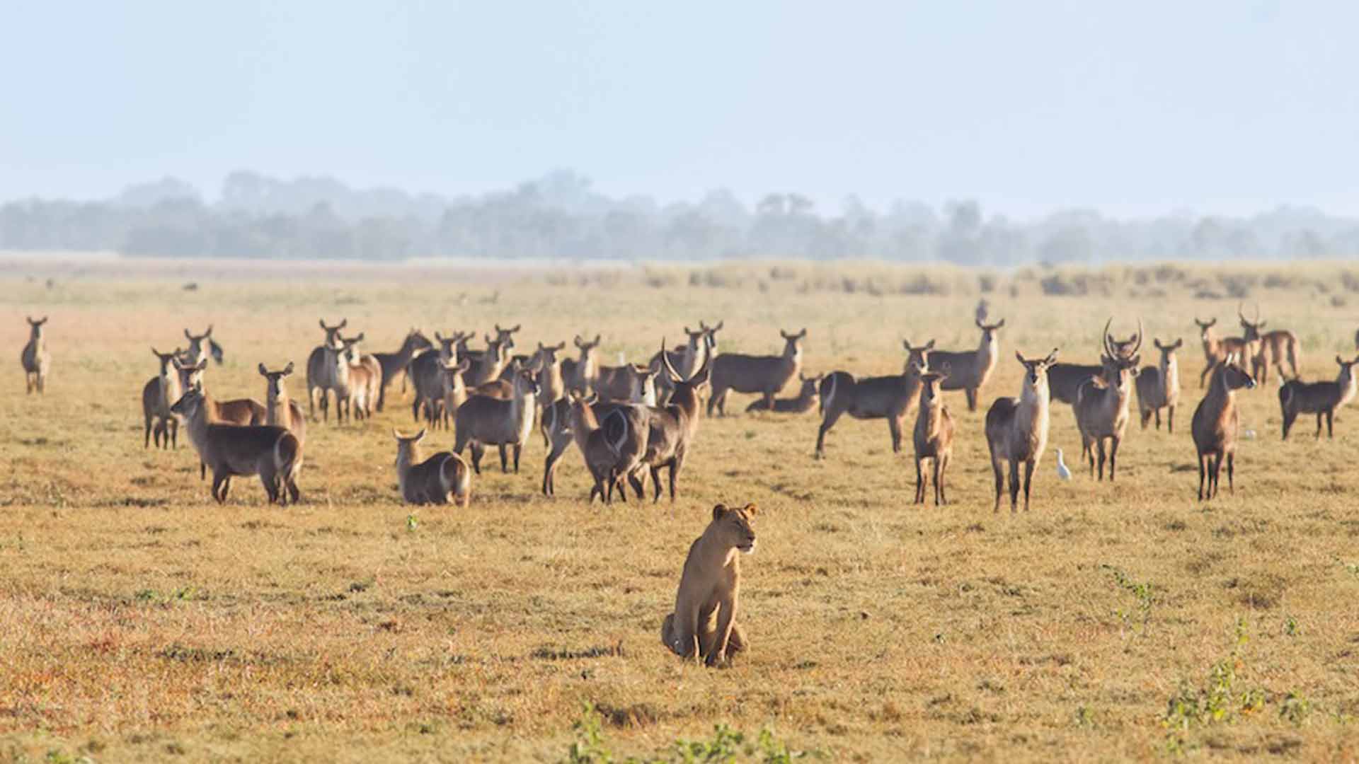 9-Day Ultimate Tanzania Wildlife Safari