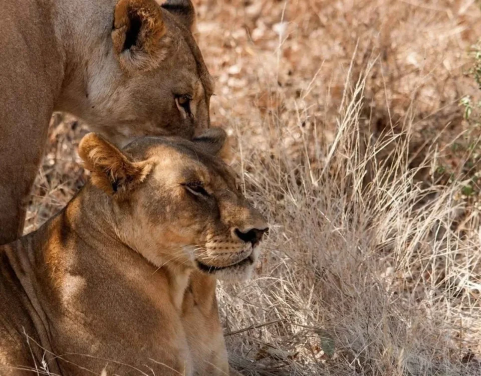 9-Day Ultimate Tanzania Wildlife Safari