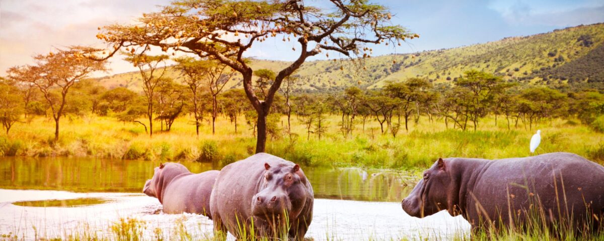 6 Days Rwanda Wildlife and Chimpanzee Tracking Safari