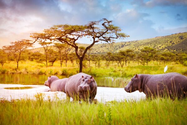 6 Days Rwanda Wildlife and Chimpanzee Tracking Safari