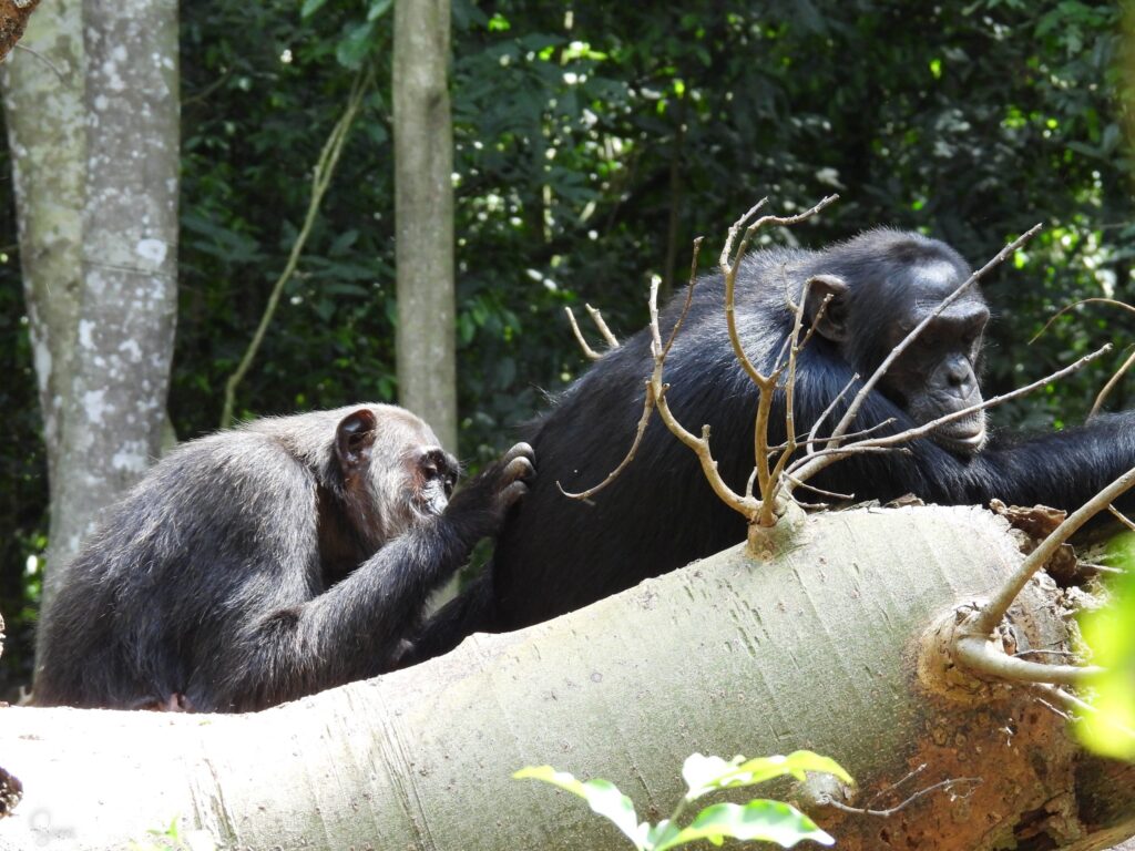 Budongo Forest Reserve
