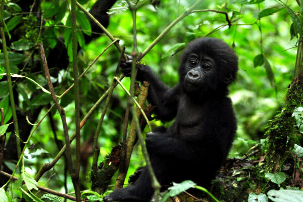 Bwindi Impenetrable Forest National Park