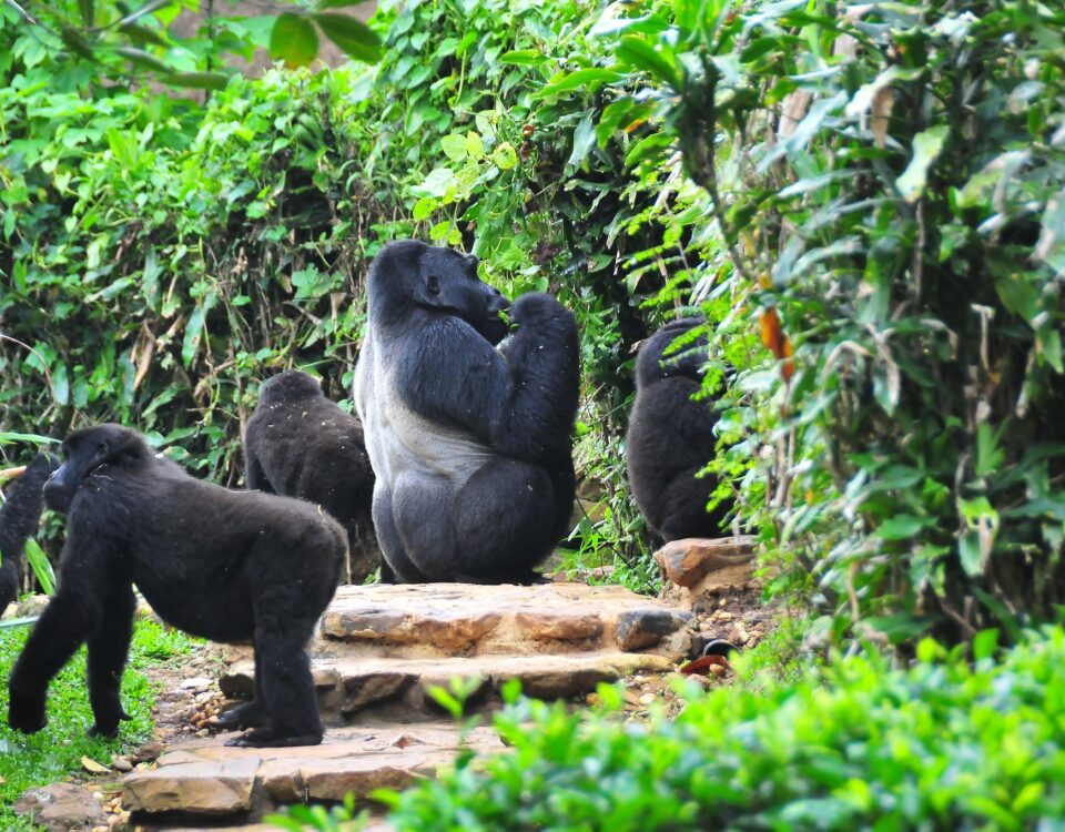 Flying Gorilla Safaris to Bwindi National Park