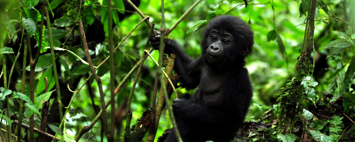 3 Days Uganda Gorilla Trekking Safari to Bwindi Impenetrable Forest